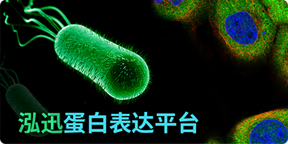 密碼子優(yōu)化升級(jí)版，讓目標(biāo)蛋白表達(dá)更顯著