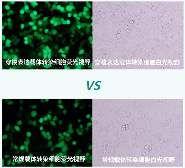 在HEK293細(xì)胞中，表達(dá)綠色熒光蛋白對(duì)比_泓迅生物